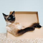 Siamese Cats: Personality, Origin and Health Conditions