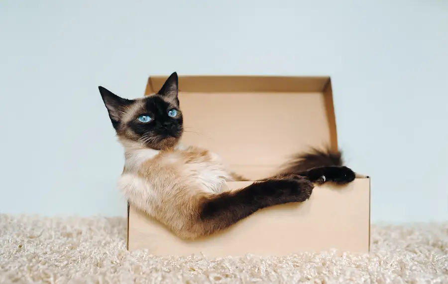 Siamese cat relaxing in a cardboard box