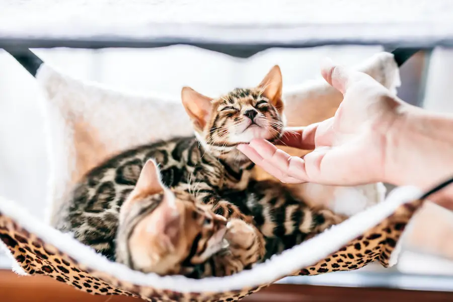 Young Bengal cat scratched under chin by a woman hand while resting on cat tree at home. Purebred