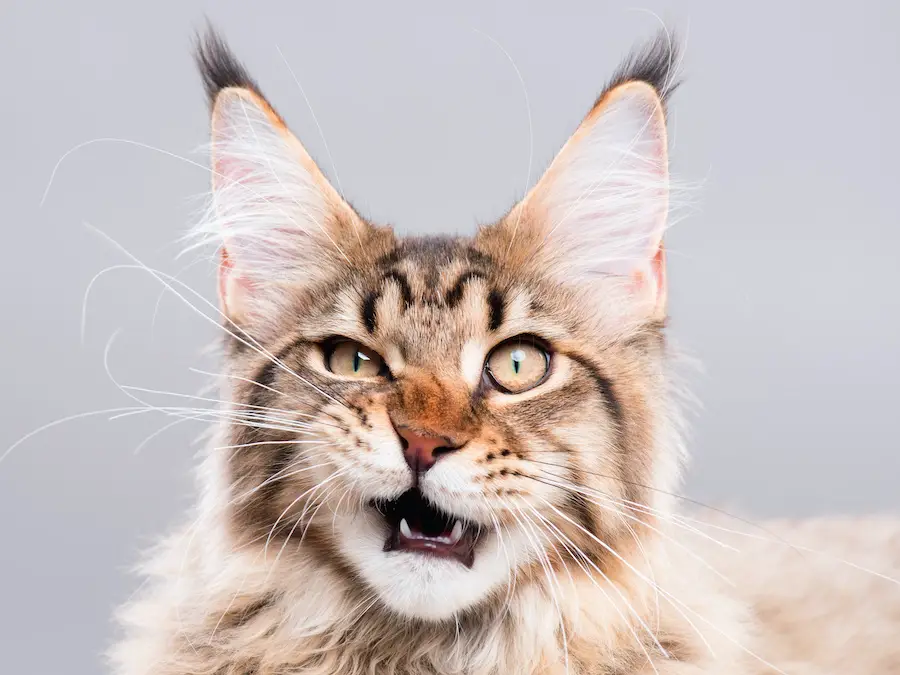Brown Maine Coon cat with a funny snarly grin