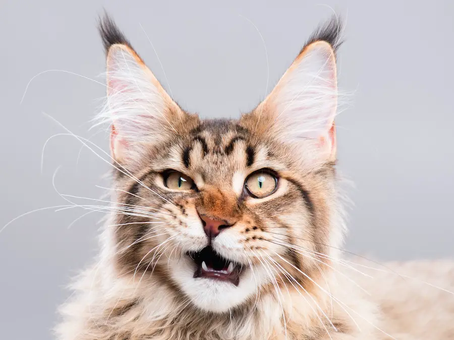 Maine Coon Cats Personality, Origin and Health Conditions LaptrinhX