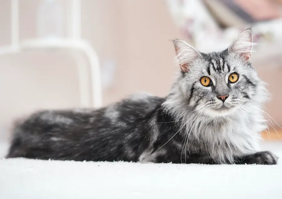 Beautiful silver Maine Coon cat with golden eyes
