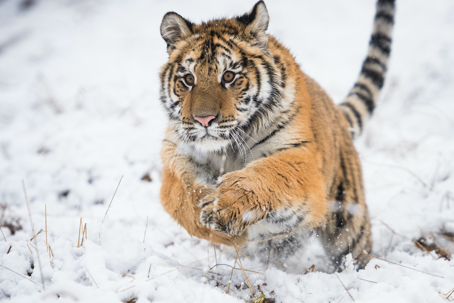 Tiger leaping through the snow