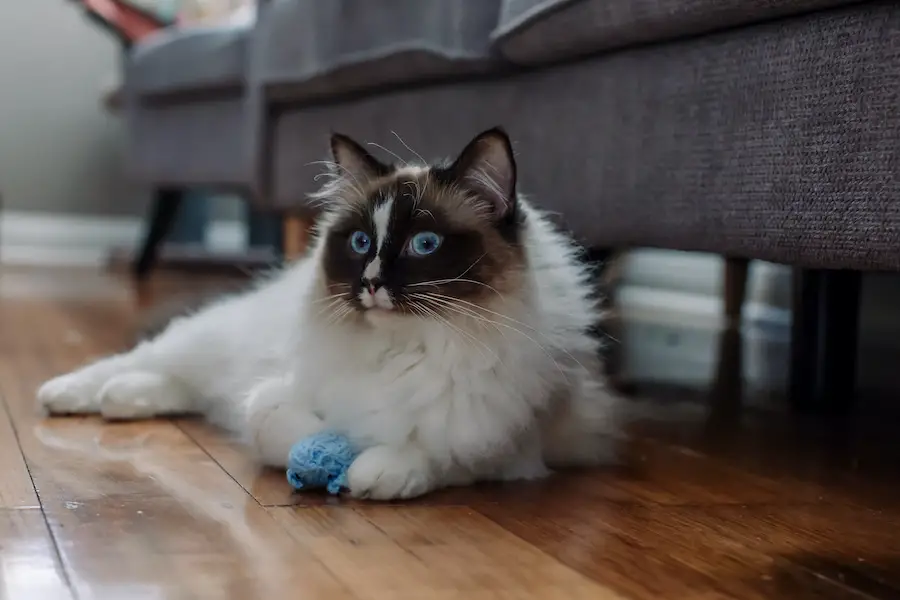 Ragdoll Cats: Fun Facts About This Unique Breed | The Catnip Times