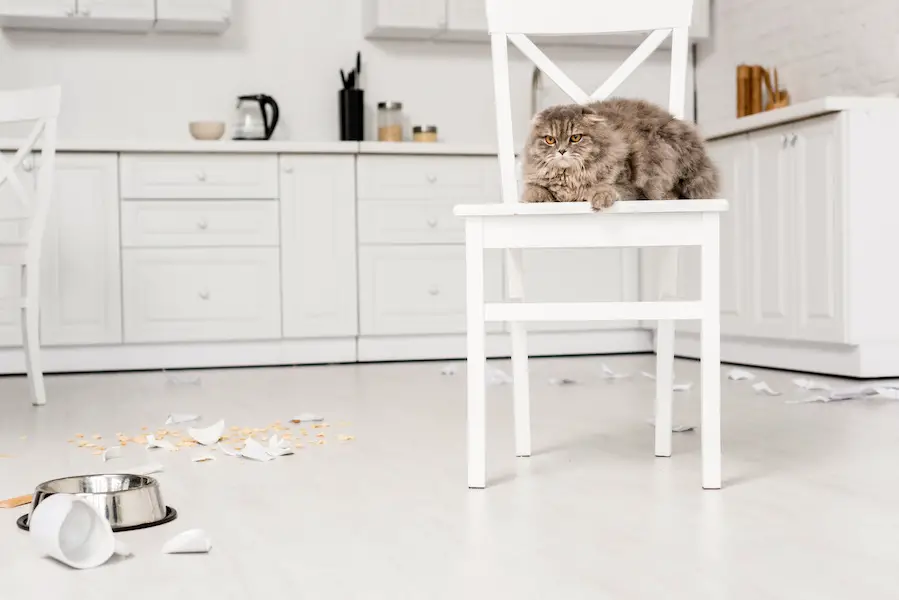 cute and grey cat lying on white chair and looking away in messy kitchen