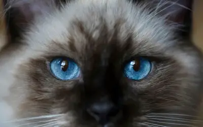 Ragdoll Cats: Fun Facts About This Unique Breed