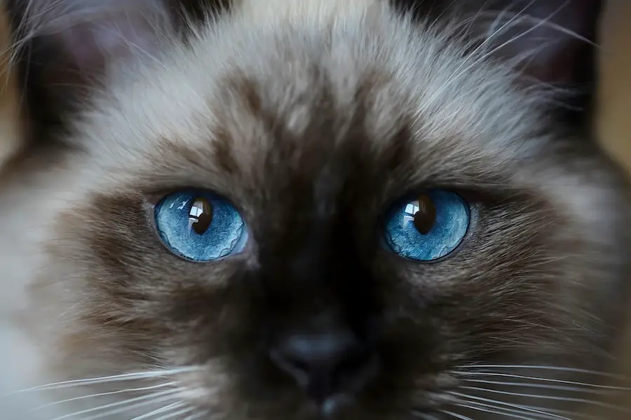 Ragdoll cat that is very beautiful, bright, kitten's blue and expressive eyes