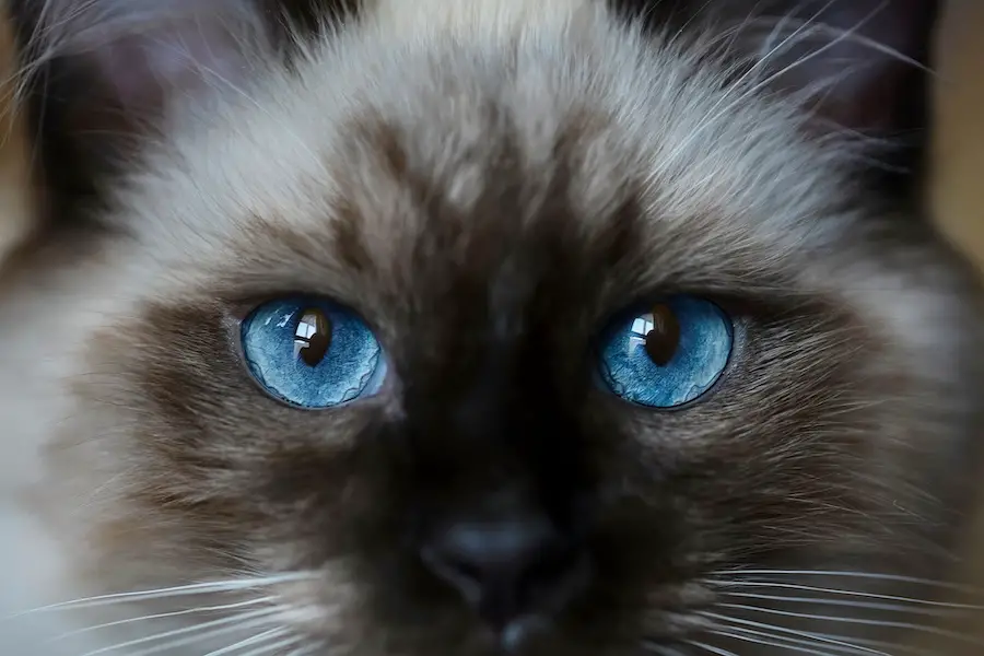 Ragdoll Cats: Fun Facts About This Unique Breed