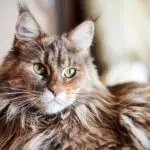 Maine Coon Cats: Personality, Origin and Health Conditions