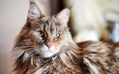 Maine Coon Cats: Personality, Origin and Health Conditions