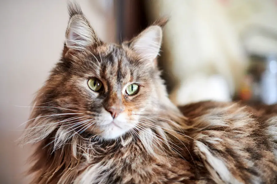 Maine coon cat, close up. Funny, cute cat with marble fur color. Largest domesticated breeds of felines, sweet, soft face