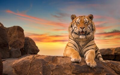 Symbolic Meaning of Tigers & Tiger Symbolism