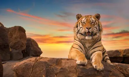Symbolic Meaning of Tigers & Tiger Symbolism