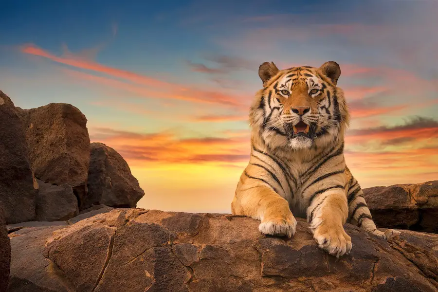 A solitary adult Bengal tiger (Panthera tigris) looking at the camera from the top of a rocky hill, with a beautiful sunset sky in the background.