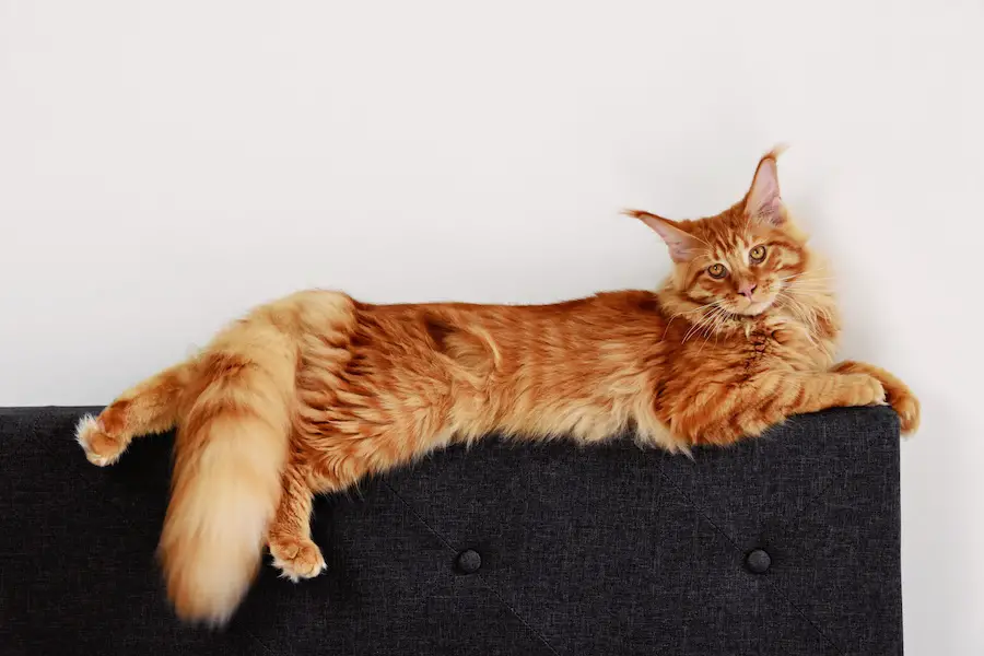 Red Maine Coon Cat on the white background