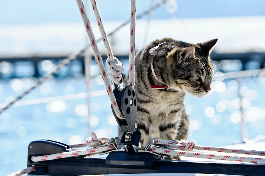 Skipper cat with sailing yacht rigging