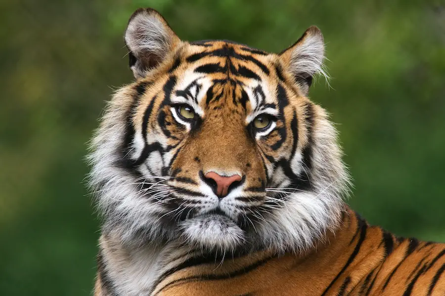 Portrait of tiger