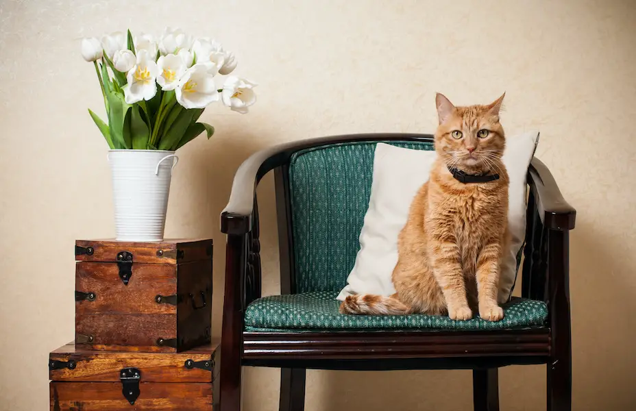 cat sitting in an armchair, a wall and a bouquet of white tulips