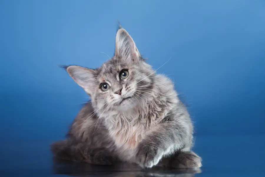 Gray Maine Coon kitten portrait on blue background