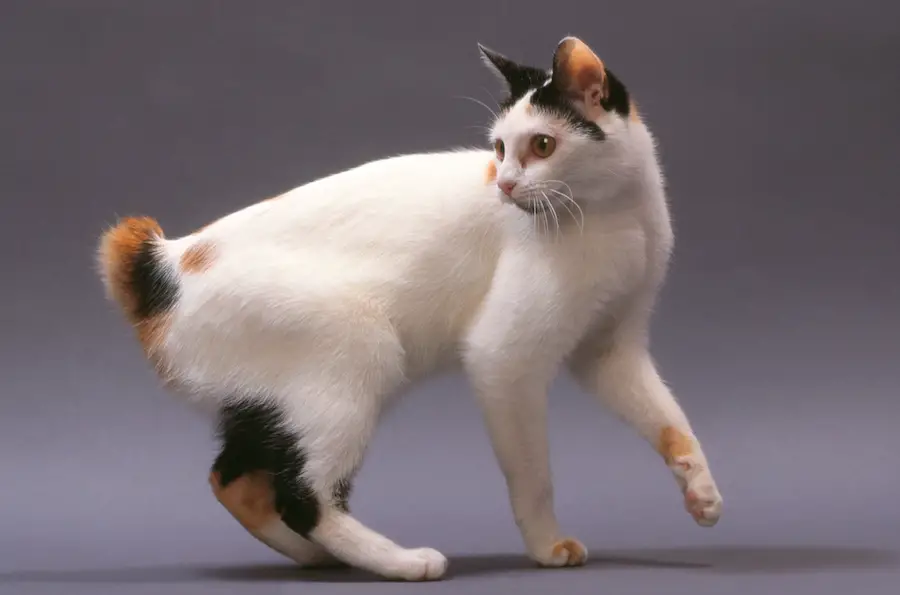 Calico Cats Their Origin, Personality and Appearance LaptrinhX / News