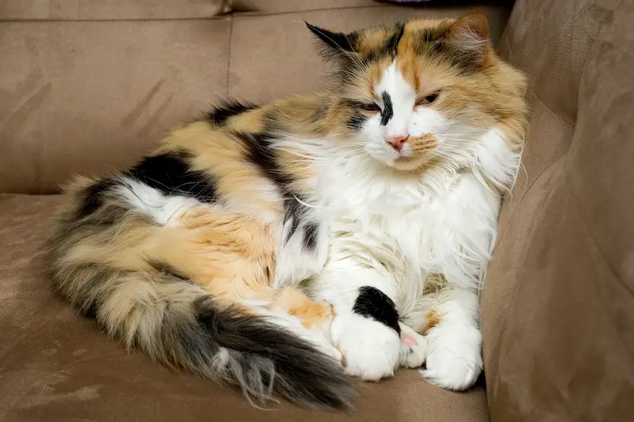 long haired calico cat sitting on the couch