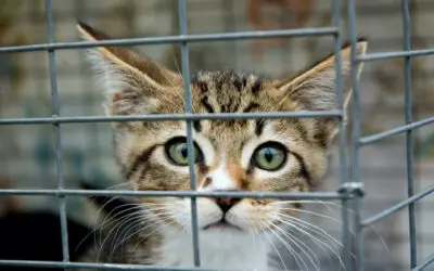 NIH Funds ‘Deadly’ Cat Experiments in State-Run Russian Lab