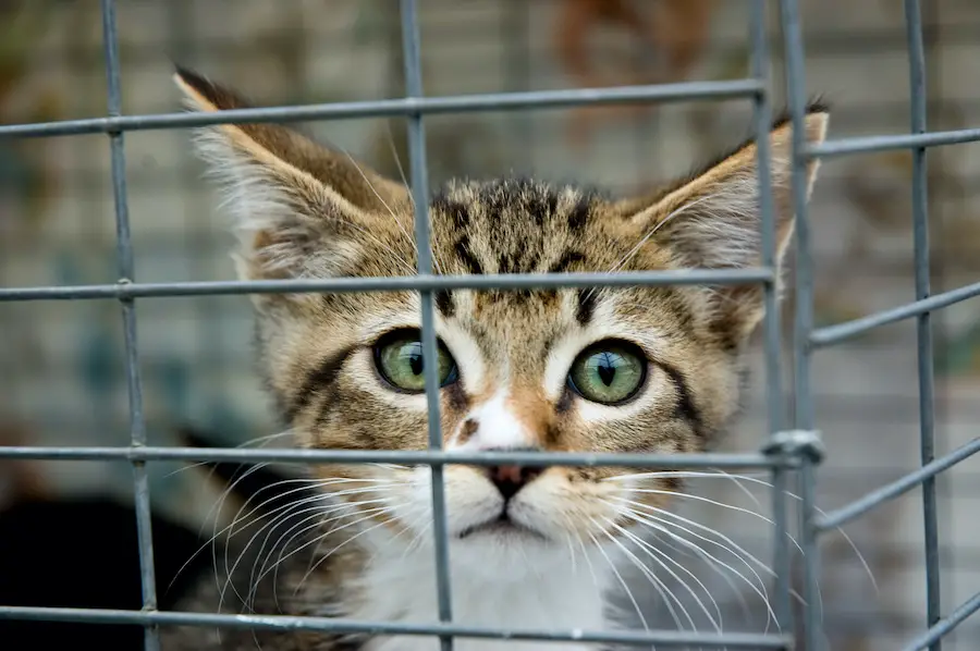 kitten with green eyes staring out from a cage