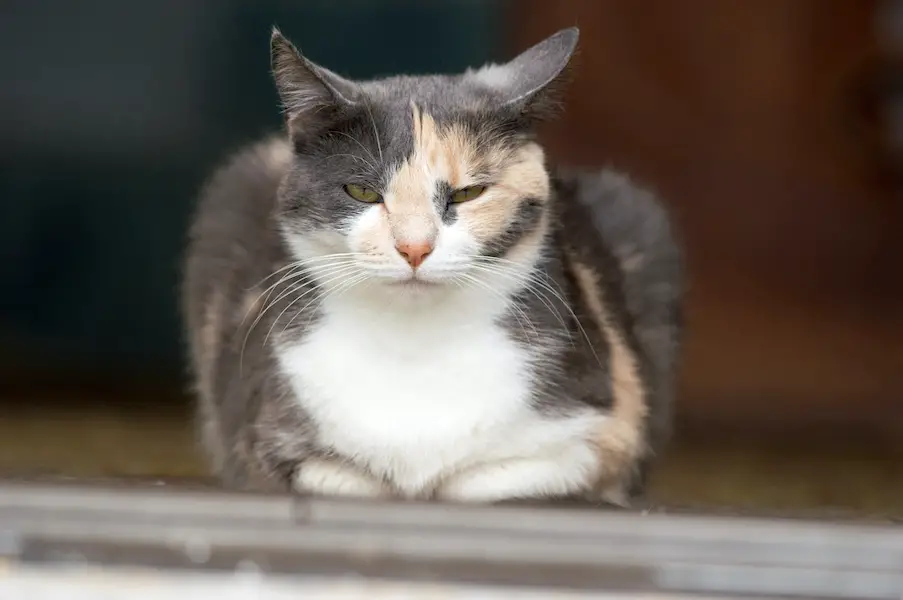 dilute calico cat sitting on all four paws