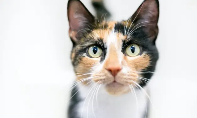 Calico Cats: Their Origin, Personality and Appearance