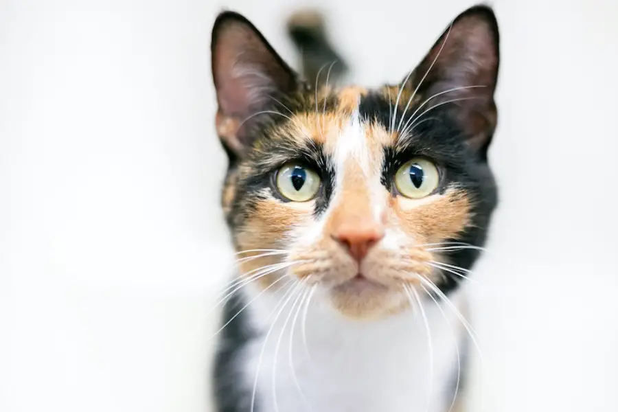 Short-haired calico cat with black, white and orange fur and green eyes