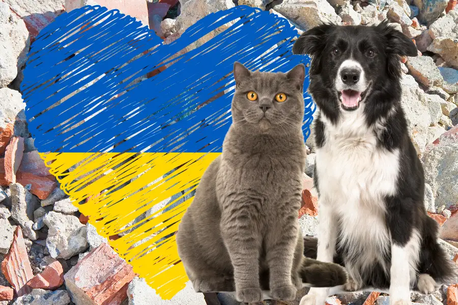 cat and dogs in ukraine