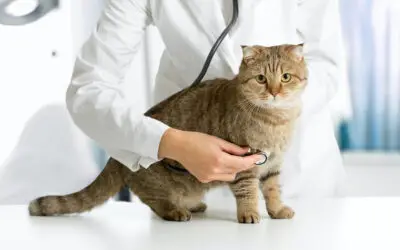 How Today’s Veterinarian Shortage Could Affect Your Cat