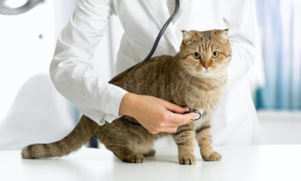 How Today’s Veterinarian Shortage Could Affect Your Cat