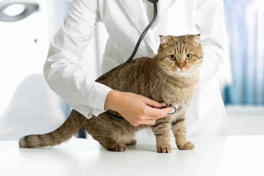 Cat in veterinarian clinic