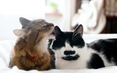 Study Suggests Cats Know Each Other’s Names