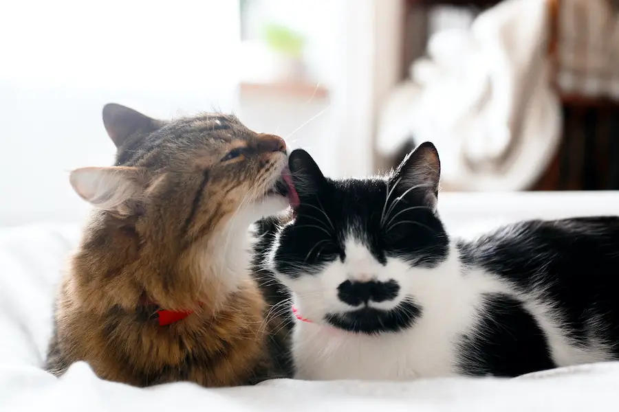cats recognize each others names