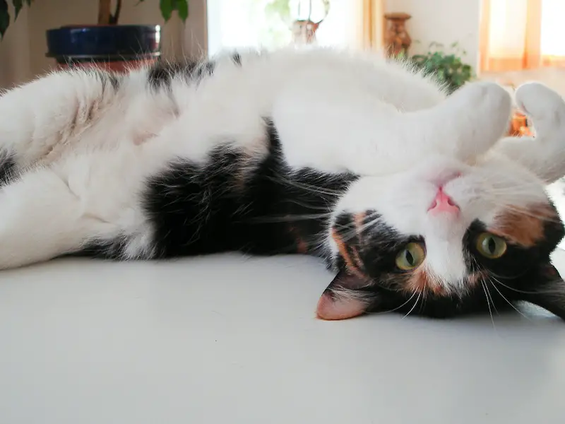 Cat Lying Upside Down On Floor