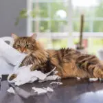 10 Most Common Cat Behaviors