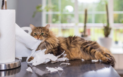 10 Most Common Cat Behaviors