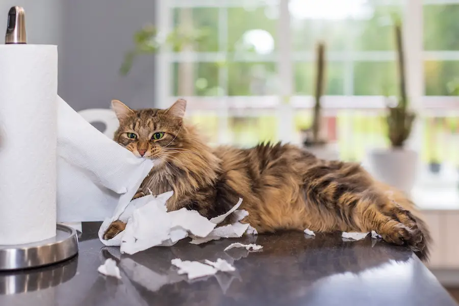 10 Most Common Cat Behaviors