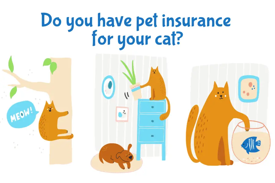 The Catnip Times wants to know if your cat has pet insurance?