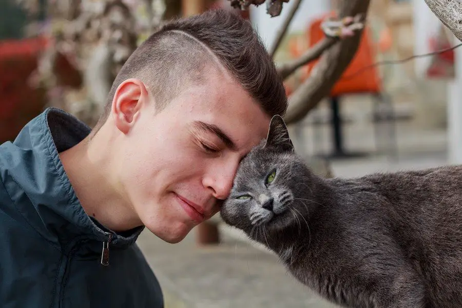 cat head butting a young man