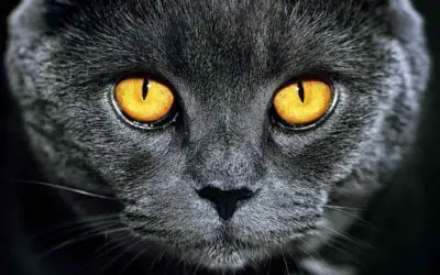 Can Cats See In The Dark?