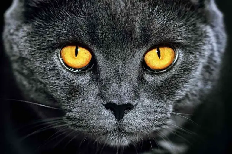 Can cats see in the dark 