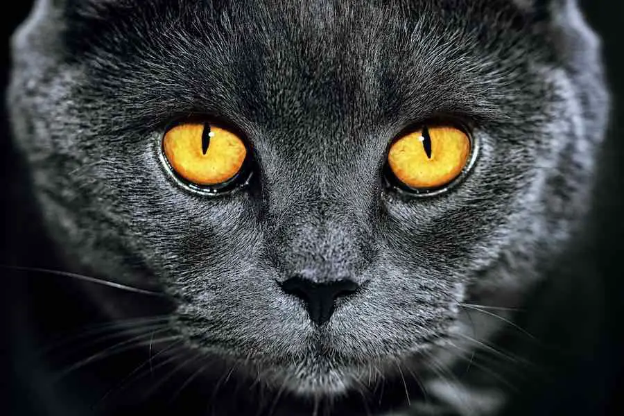 gorgeous grey british cat with vibrant eyes