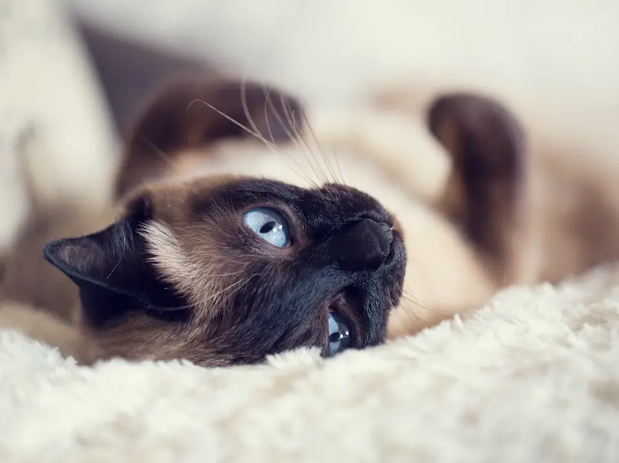 Siamese cats are susceptible to megacolon