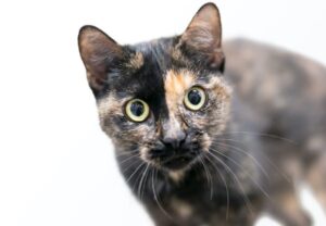 tortoiseshell cat with dilated pupils