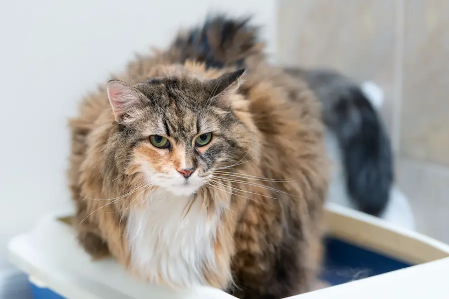 Calico maine coon cat overweight constipated sick trying to go to the bathroom in blue litter box at home sad looking eyes because he has megacolon