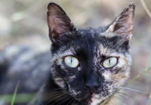 tortoiseshell cat with normal pupils