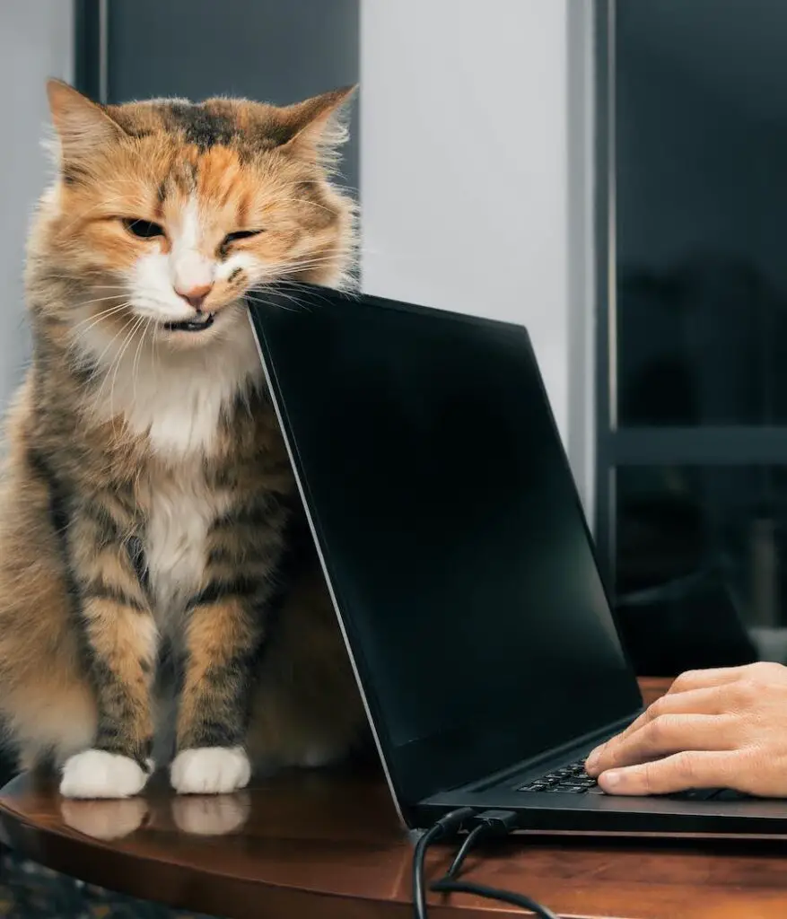 cat rubbing face on laptop to mark territory
